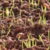 Group logo of A composter at the Campus: selective collection & education